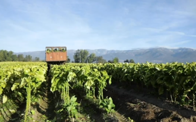¿Qué se cultiva en Extremadura?