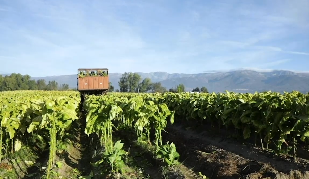 ¿Qué se cultiva en Extremadura?