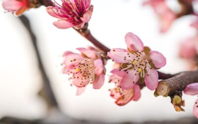 ¿Qué se cultiva en Castilla La Mancha?