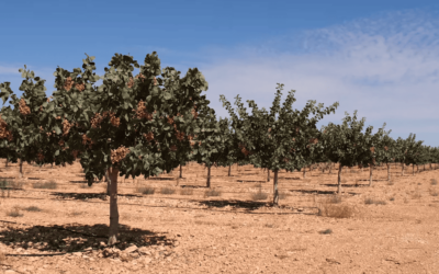 La venta de fincas rústicas se mantiene en el año 2022