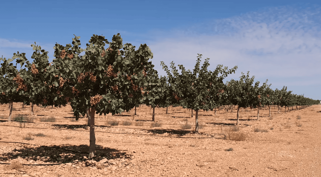 La venta de fincas rústicas se mantiene en el año 2022