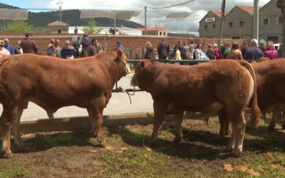 Ferias ganaderas en España: oportunidades, tradición y claves para valorar fincas rústicas