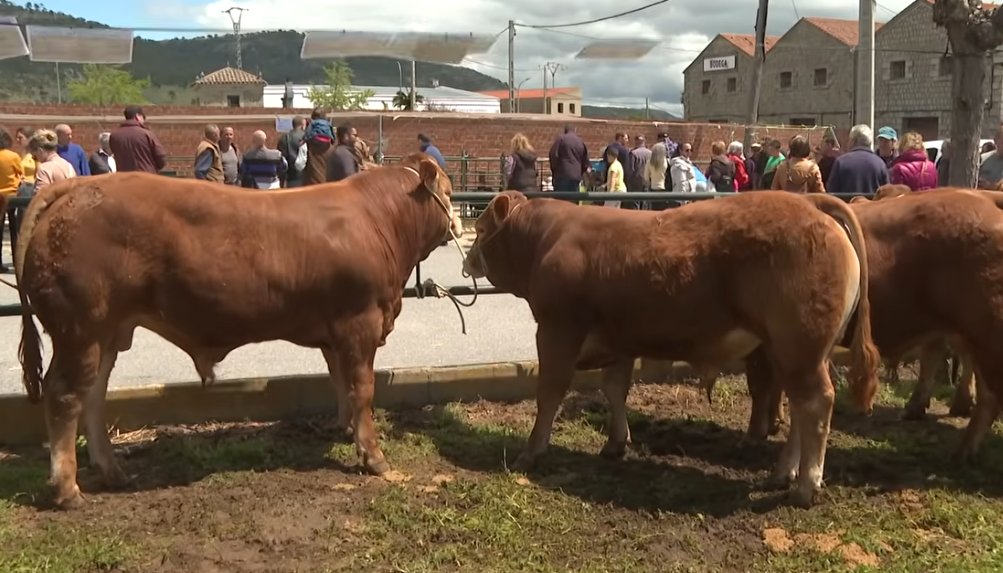 Ferias ganaderas en España: oportunidades, tradición y claves para valorar fincas rústicas