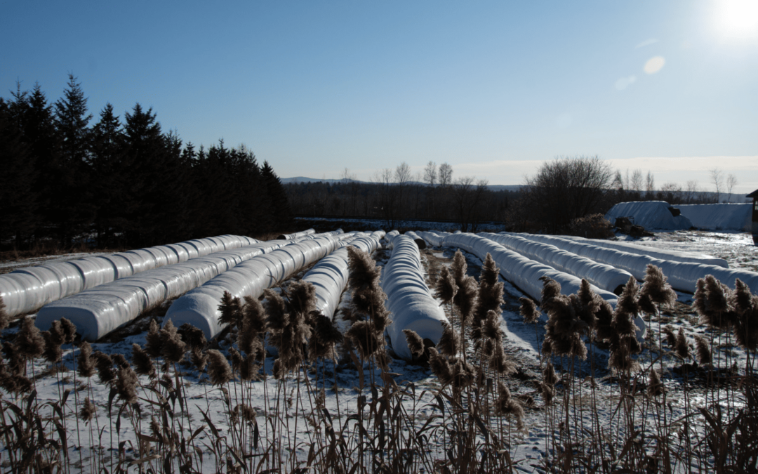 Previsión para el invierno 2025-2026: lo que dice la AEMET y los expertos